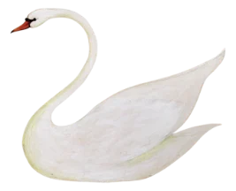 Swan
